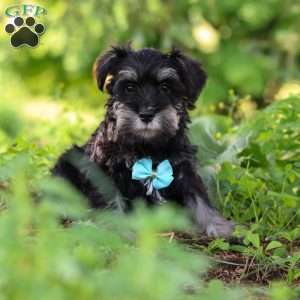 Hunter, Miniature Schnauzer Puppy